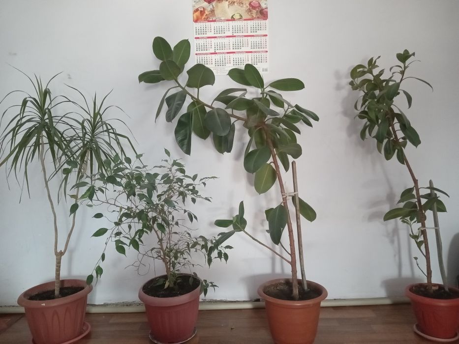 Комнатные цветы большие