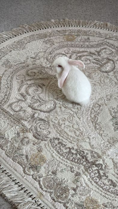 Декоративный кролик
