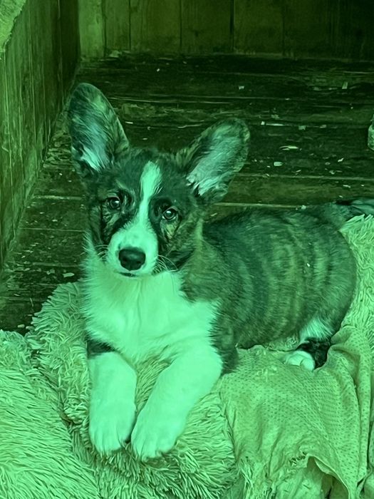 Вельш корги кардиган