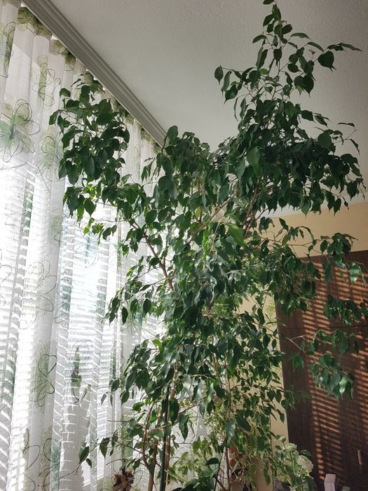 Бенджамин голям - 2 броя