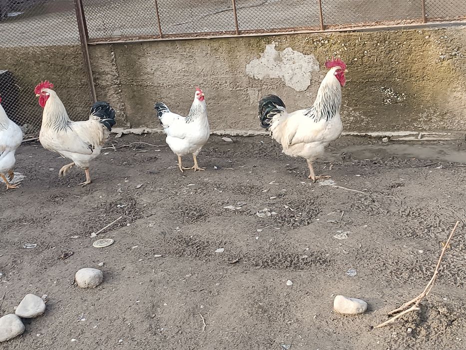 Адлер кораздар сатылады