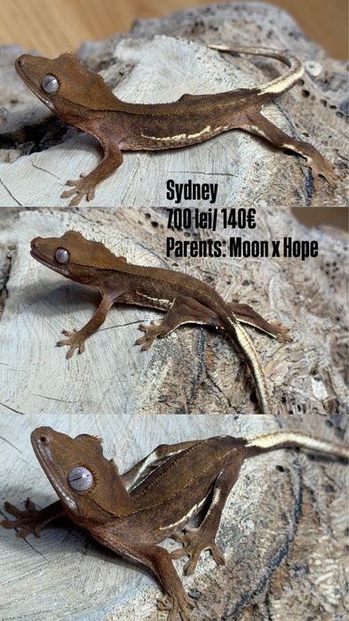 Crested gecko/ soparla/gecko cu creasta/reptila