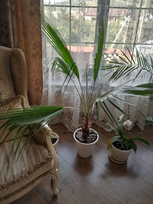 Пальма Вашингтония