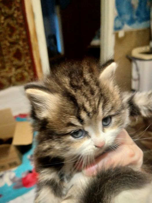 Котята в добрые руки даром