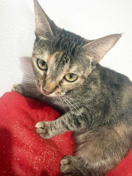 Adoptie pisica tigrata castrata Zizi