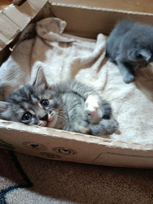 Котяты бесплатно домашние