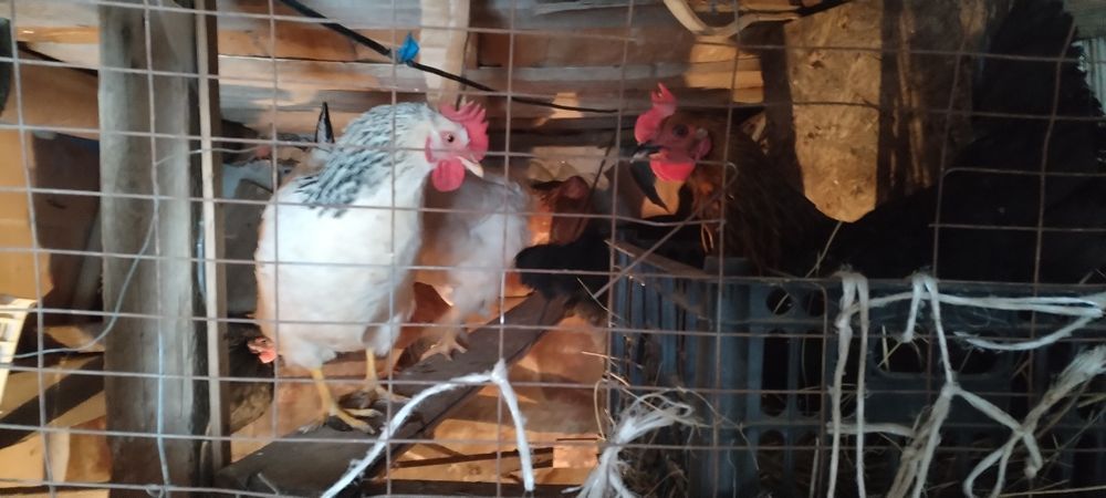 Продам Домашние Куры