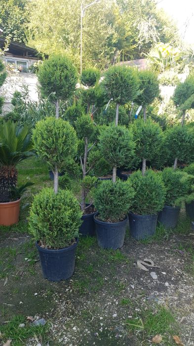 Vindem Buxus globular și con