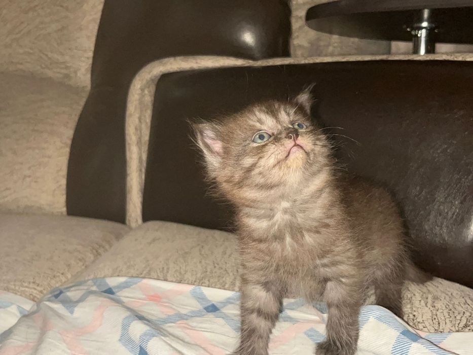 Отдам прекрасных девочек только в добрые руки