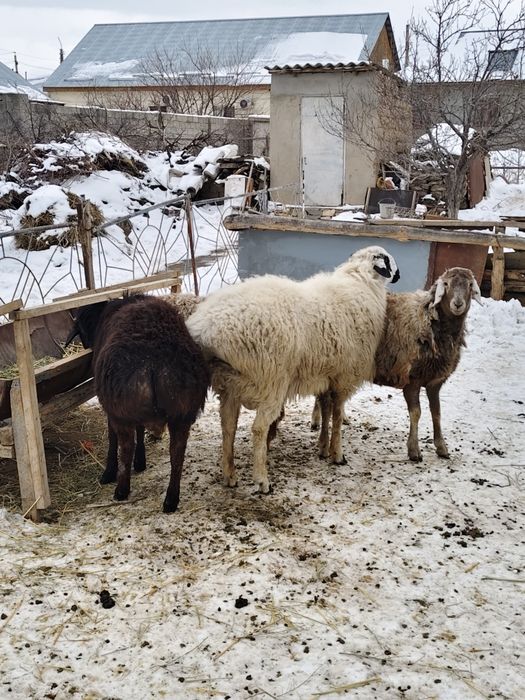 Кошкар сатылады 1шт 180,000