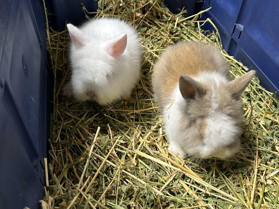 Vand cap de leu pitic