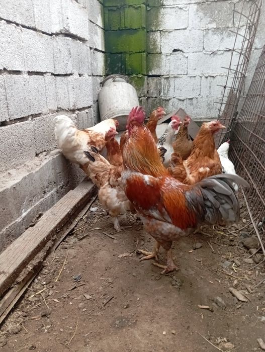 Қораздар сатылады