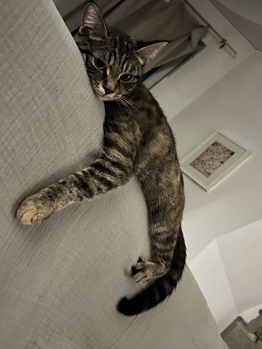 Отдам в добрые руки кошечку