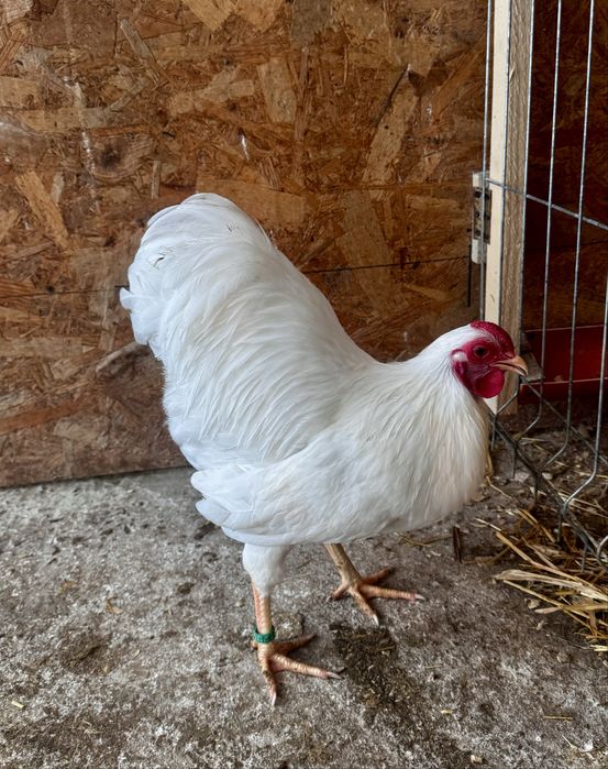 Wyandotte pitic alb