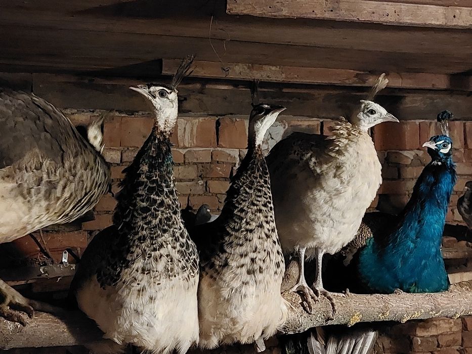 Мъжки паун  2024