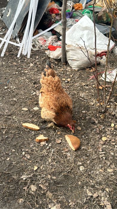 Продам курей брамы чистокроных