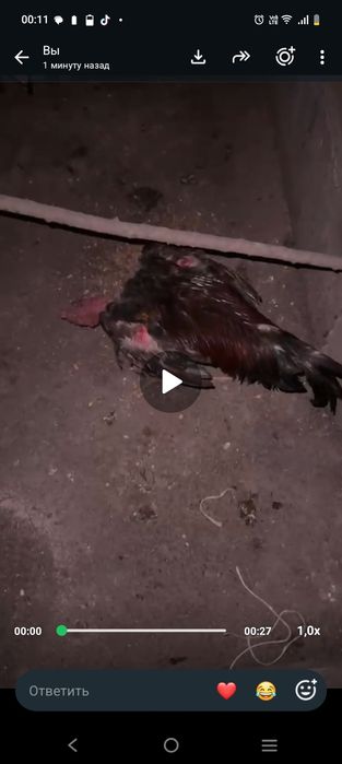 Срочно продам дакана