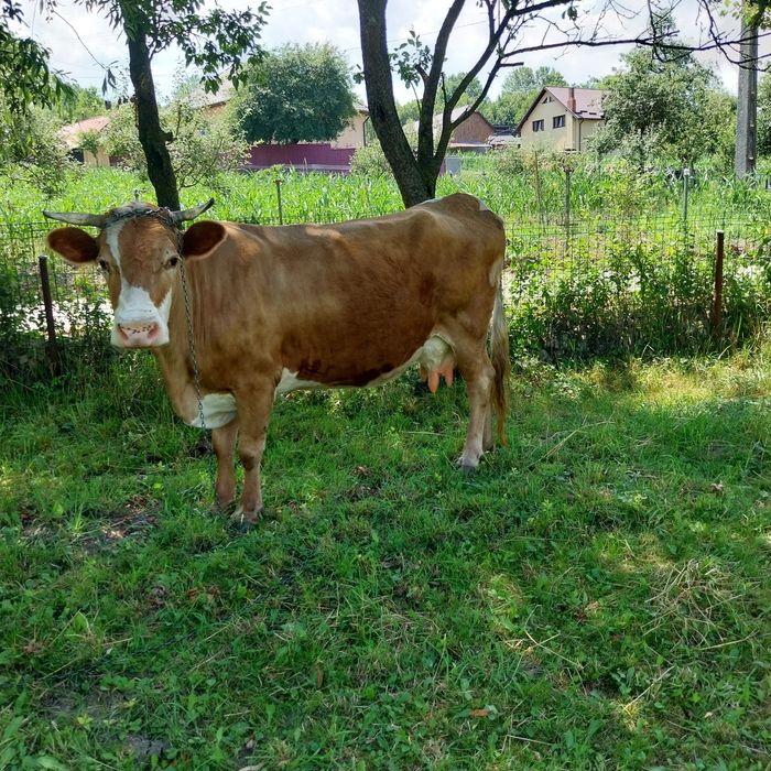 Vând vaca bună tanara