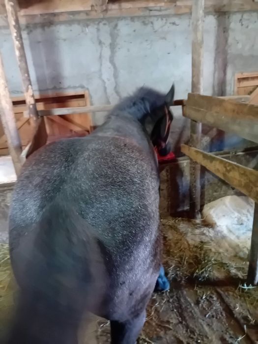De vanzare manz de 5 luni dau la schimb cu vaci ,vitei,vitele