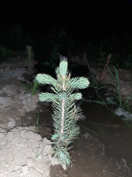 Голубая Ель сенсалари сотилади Селбериский нави Мовий оқ арча 3 йиллик