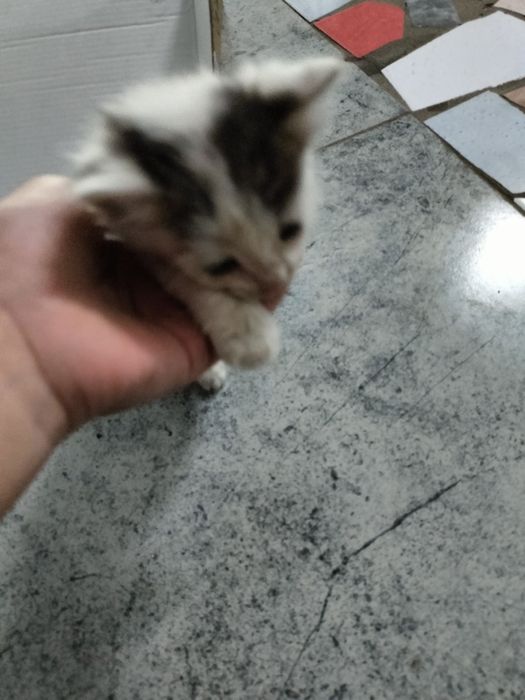 Кошка девочка 7дней ей