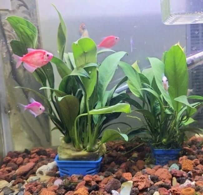 Аквариумные растения. Анубиас