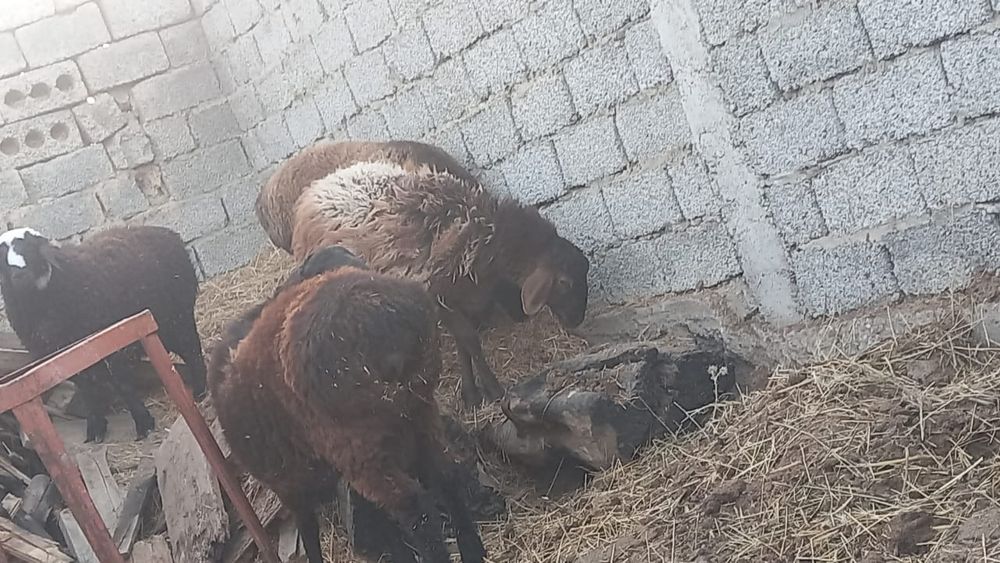 Қойлар бар семіз