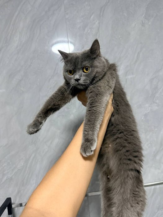 Ona va bola mushukcha.