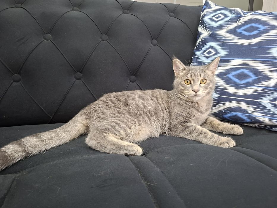 Котенок мальчик имеет паспорт