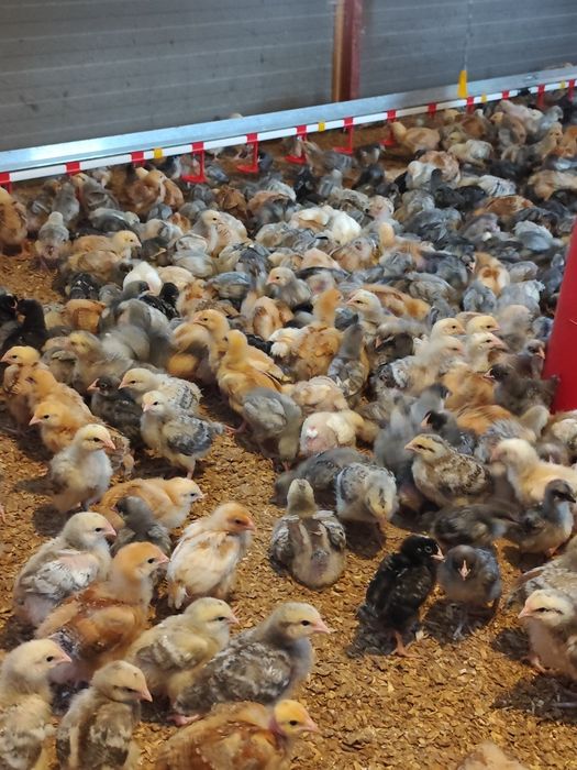 Pui rasă mixtă carne-ouă vaccinați