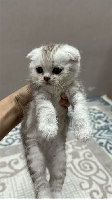 Чистокровнные котята