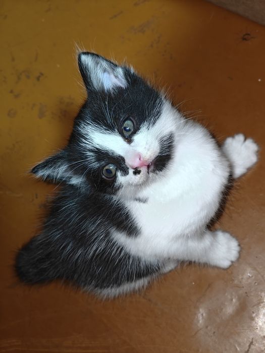 Отдам котенка в добрые руки