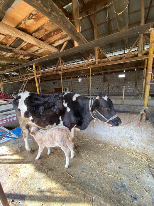 Бұзаулы сиыр сатылады