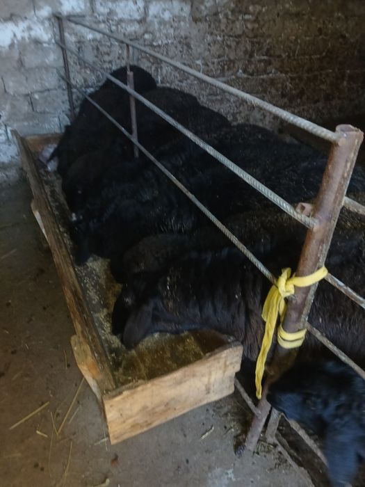 Qo'chqor va soliqlar sotiladi