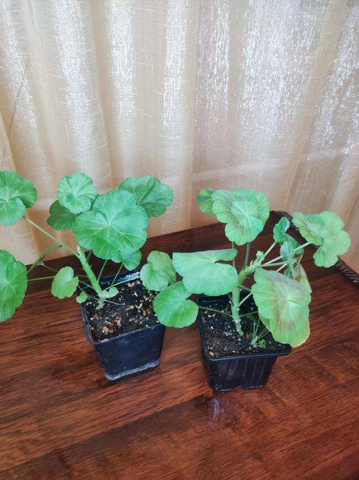 Продам герань  цветы