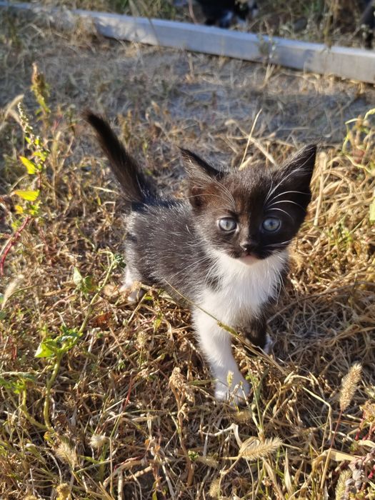 Отдаю котят бесплатно