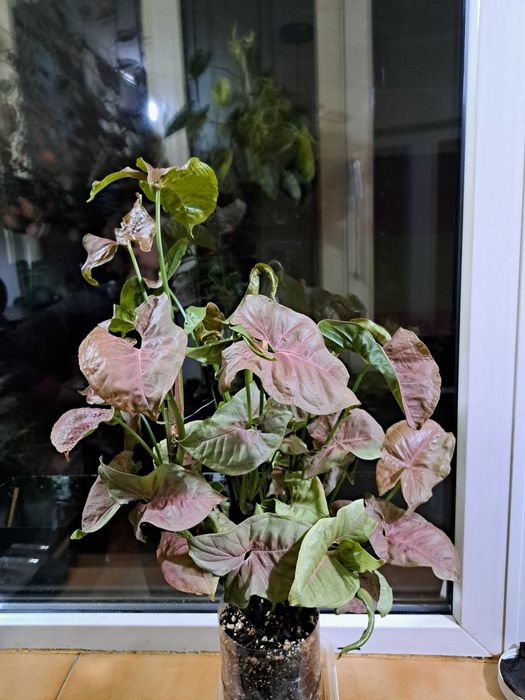 Plante Scindapsus Exotica Philodendron Micans Brasil Tradescantia