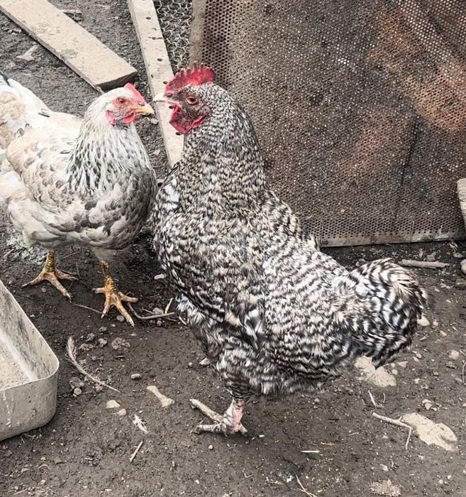 Продам домашних петухов