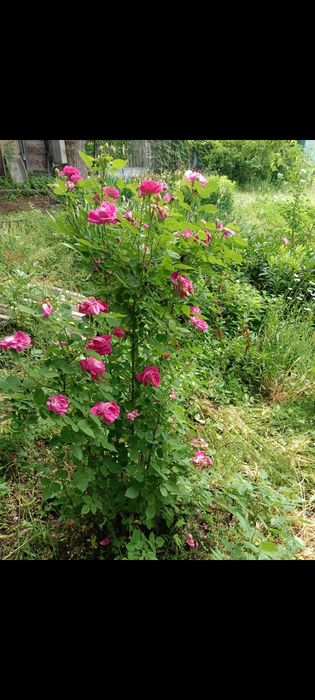 Дача Кайназаровкая ниже бака