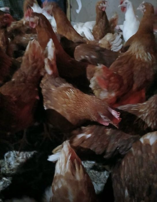 Молодка Красная Ломан браун