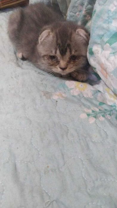 продам котят (шотланцы)