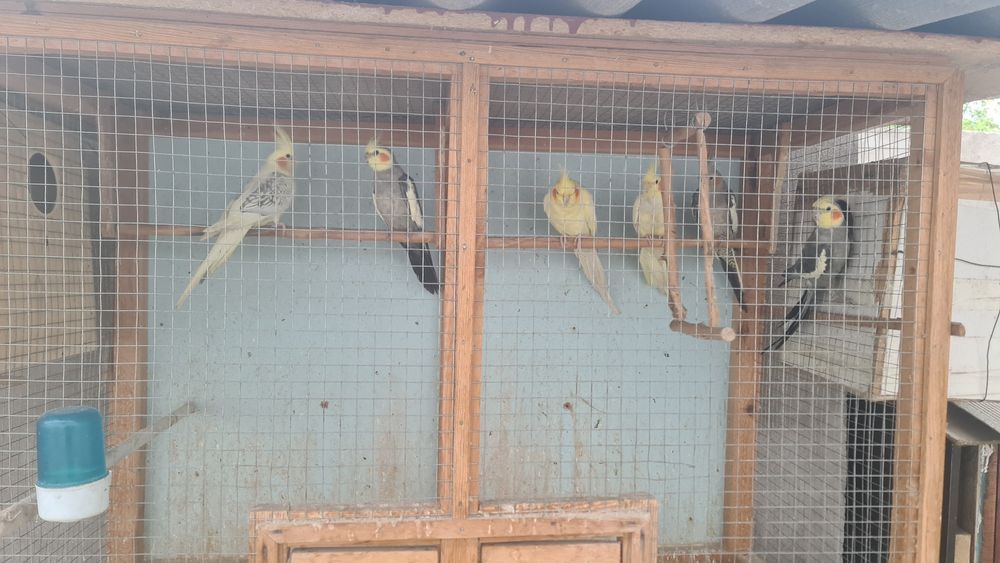 Karella papugayi sotiladi 6ta