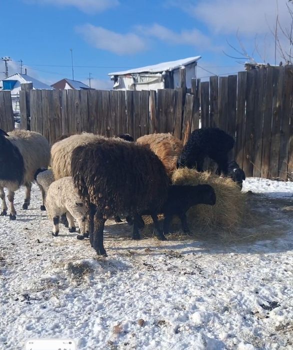 Қозылы қойлар сатылады