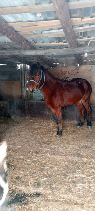 4Жасар айғыр сатылады