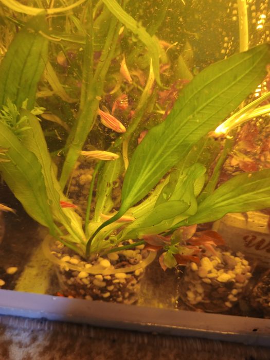 Аквариумные растения