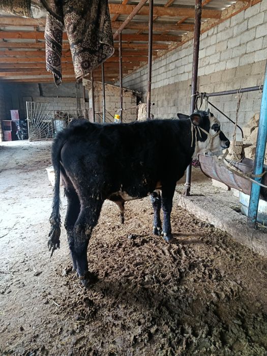 Еркек буқа сатылады