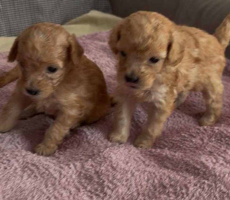 Poodle miniature (poodle pitic)