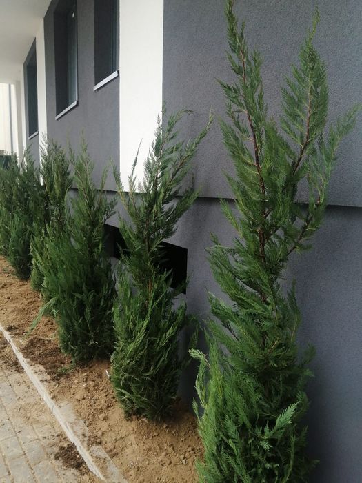 Vindem plante ornamentale