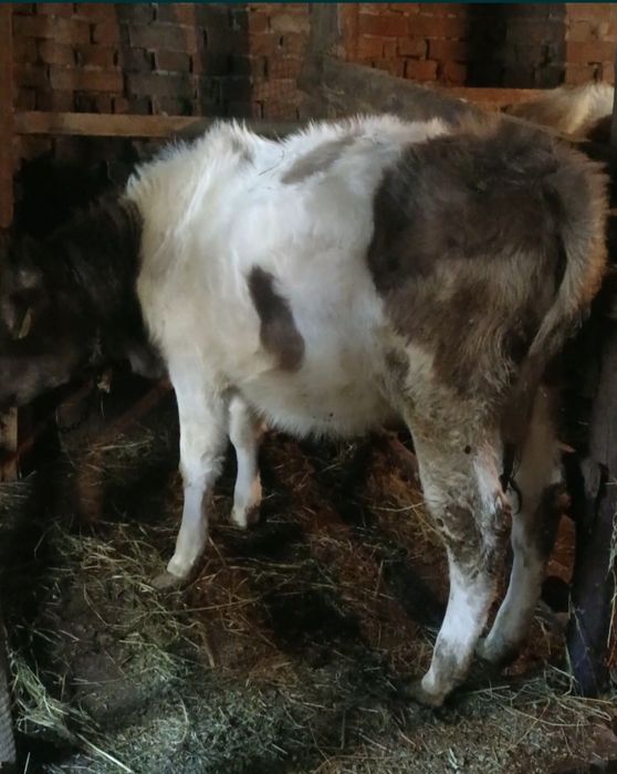 Тайыншалар сатылады