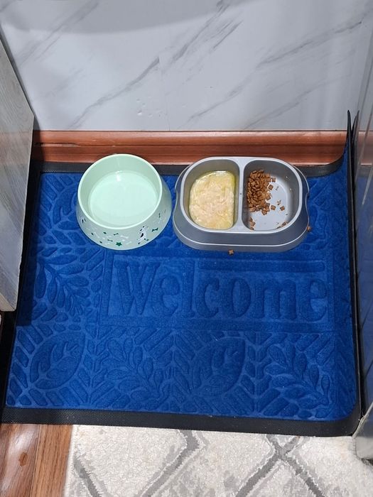 Продаю котенка сиамский